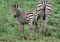 Zebra and mom