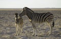 Zebra mom and baby in Etosha Royalty Free Stock Photo