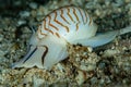 zebra moon snail on sandy bottom Royalty Free Stock Photo