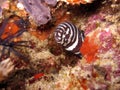 Zebra Moray