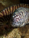 Zebra moray