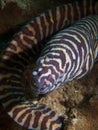Zebra moray Royalty Free Stock Photo