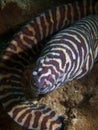 Zebra moray