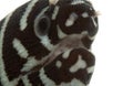 Zebra Moray Eel