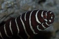 Zebra Moray Eel Closeup Royalty Free Stock Photo