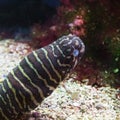 Zebra Moray Eel, Gymnomuraena zebra