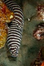 Zebra moray eel, Gymnomuraena zebra living in a tropical coral reef of Similan Islands Thailand.