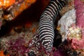 Zebra moray eel, Gymnomuraena zebra living in a tropical coral reef of Similan Islands Thailand.