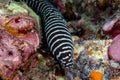 Zebra moray eel, Gymnomuraena zebra living in a tropical coral reef of Similan Islands Thailand.