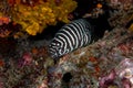 Zebra moray eel, Gymnomuraena zebra living in a tropical coral reef of Similan Islands Thailand.