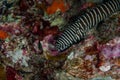 Zebra moray eel, Gymnomuraena zebra living in a tropical coral reef of Similan Islands Thailand.