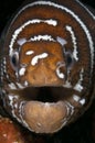 Zebra morays eel face Royalty Free Stock Photo