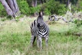 Zebra in Moremi Game Reserve Xakanaxa in Botswana. Horizontal view Royalty Free Stock Photo