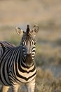Zebra Royalty Free Stock Photo
