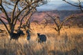 Zebra in morning light South Africa