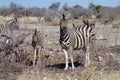 Zebra mother and baby