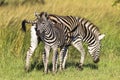 Zebra Mother Calf Colt Royalty Free Stock Photo