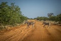 Zebra mother and calf crossing a dirt road