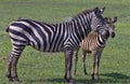 Zebra mother with calf in Lake Manyara, Tanzania