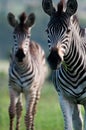 Zebra mother and daughter Royalty Free Stock Photo