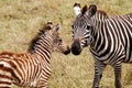 Zebra Mother and Foal