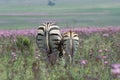 Zebra mother and foal in meadow of wild flowers