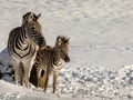 Zebra mother and foal outdoors in the snow in a zoo