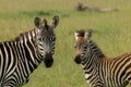 Zebra mother and foal on the savannah