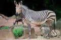 Zebra mother with young zebra Royalty Free Stock Photo