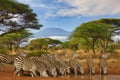 zebra and Mount Kilimanjaro in Amboseli National Park Royalty Free Stock Photo