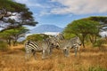zebra and Mount Kilimanjaro in Amboseli National Park Royalty Free Stock Photo