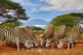 zebra and Mount Kilimanjaro in Amboseli National Park Royalty Free Stock Photo