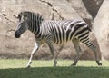 Zebra on the Move Royalty Free Stock Photo