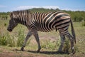 Zebra on the move at kruger national park