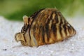 Zebra mussel (Dreissena polymorpha) in pond Royalty Free Stock Photo