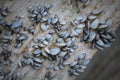 Zebra Mussels on bottom of a Pier Royalty Free Stock Photo
