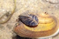 Zebra mussels, Dreissena polymorpha, grown on a painters mussel