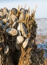 Zebra Mussels