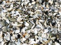 Zebra mussle shells are mixed with tiny shells on shoreline