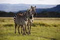 Zebra of Nakuru Royalty Free Stock Photo