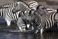 Zebra - Namibia Royalty Free Stock Photo