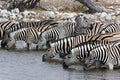 Zebra - Namibia Royalty Free Stock Photo