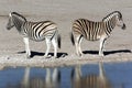 Zebra - Namibia Royalty Free Stock Photo