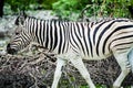 Zebra, Namibia, Africa Royalty Free Stock Photo