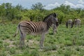 Zebra, Namibia Royalty Free Stock Photo