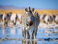 Ai Generated illustration Wildlife Concept of Zebra - Namibia Royalty Free Stock Photo