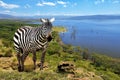 Zebra in National park of Kenya