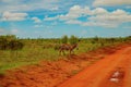 Zebra in the National Park Tsavo East, Tsavo West and Amboseli in Kenya Royalty Free Stock Photo