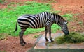 Zebra in national zoological garden of india