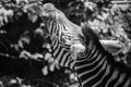 Zebra Royalty Free Stock Photo